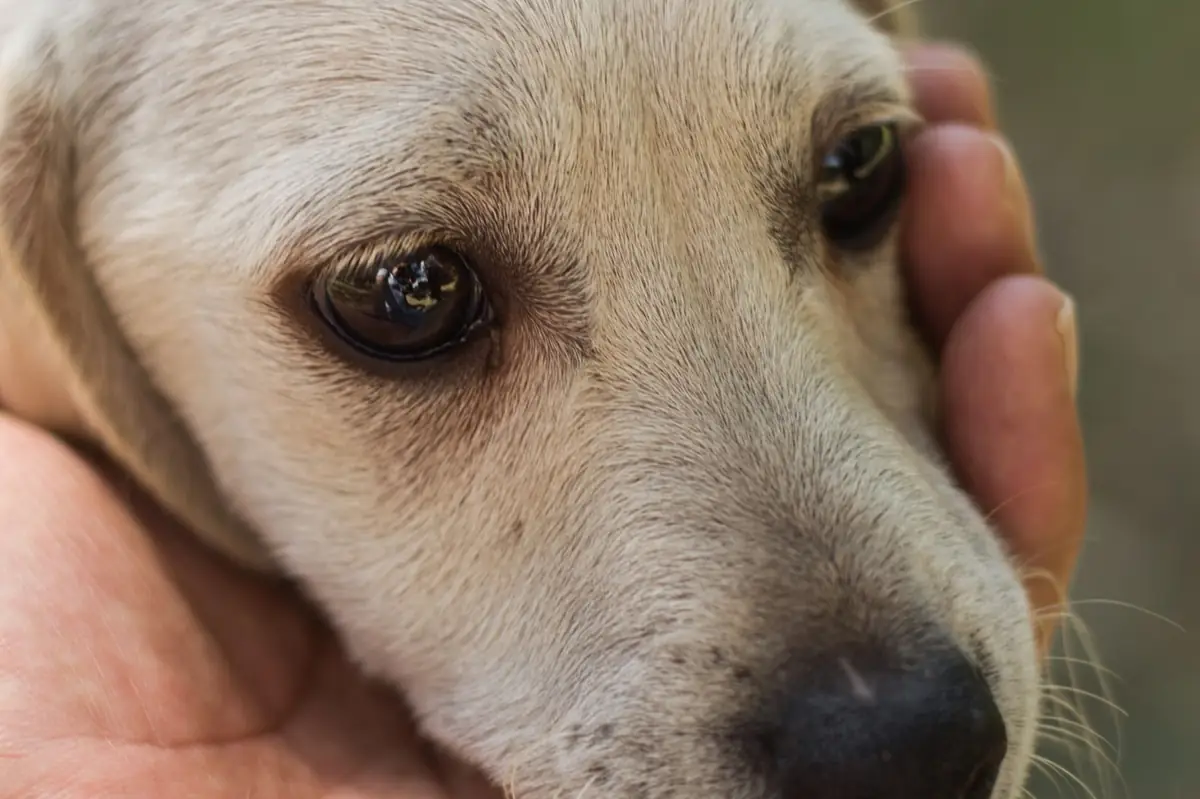 Человек держит в ладонях голову светлого щенка