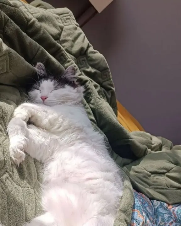 Сима спит на пледе